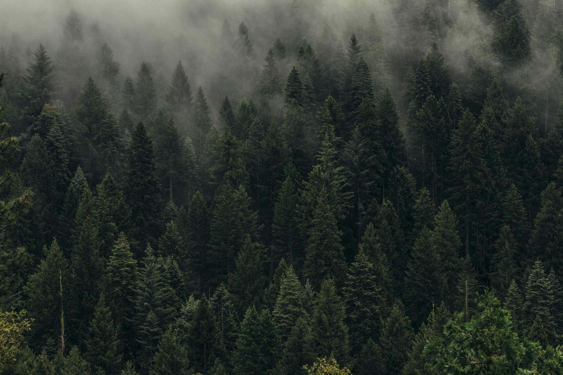 Misty evergreen forest across a wooded mountainside